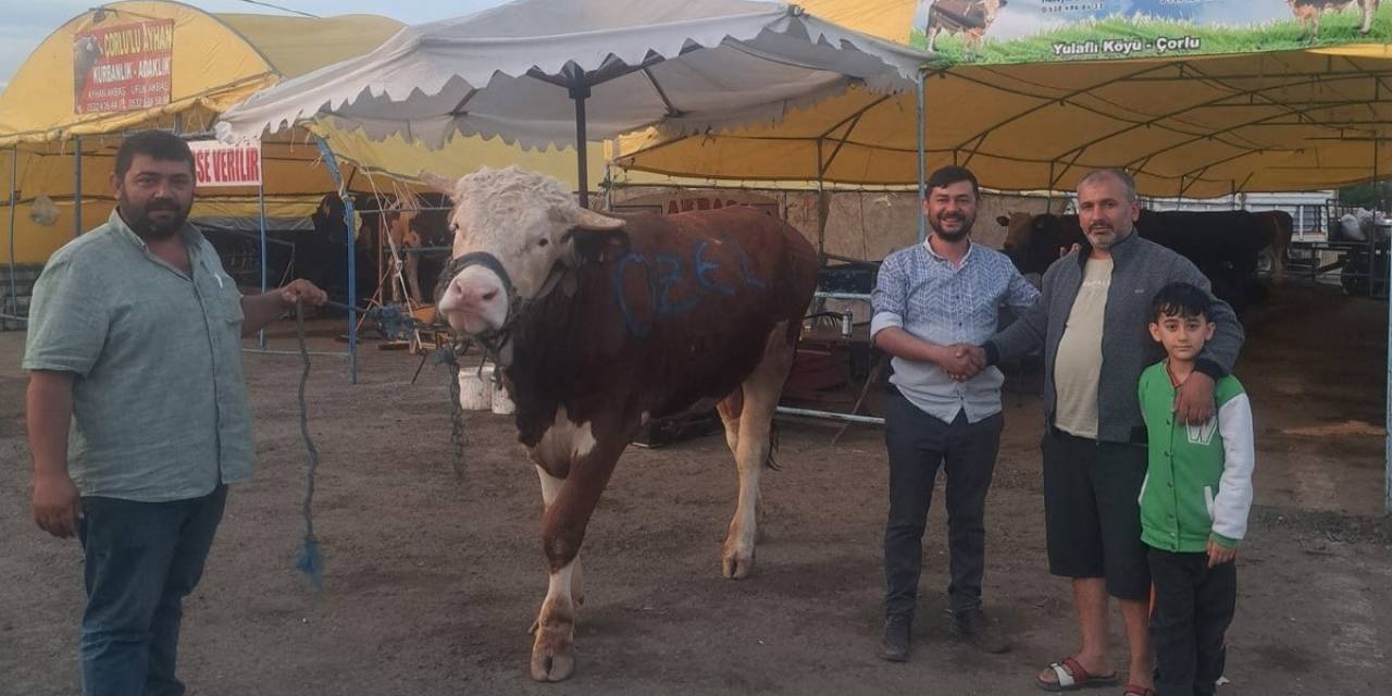 Dev Dana 135 Bin Liradan Alıcı Buldu