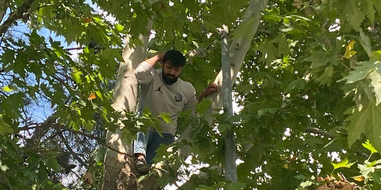 Ağaca Çıkan Şahıs Kelepçelenip Hastaneye Gitmek İstedi