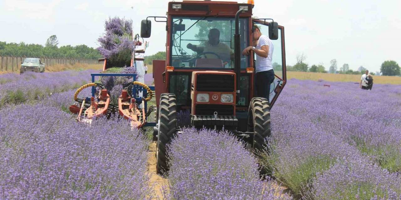 Hasadı Başlayan Lavanta Yağının Kilosu Bin 300 Liradan Satılıyor