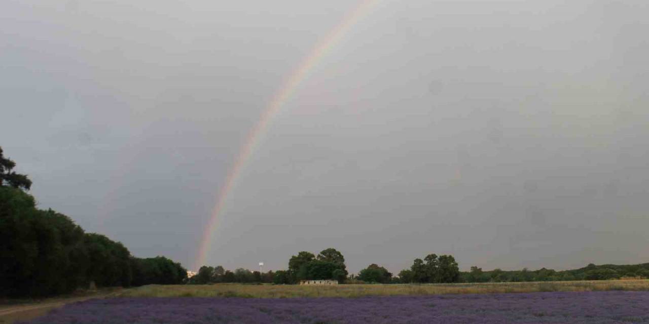Gökkuşağı Lavantalara Renk Kattı