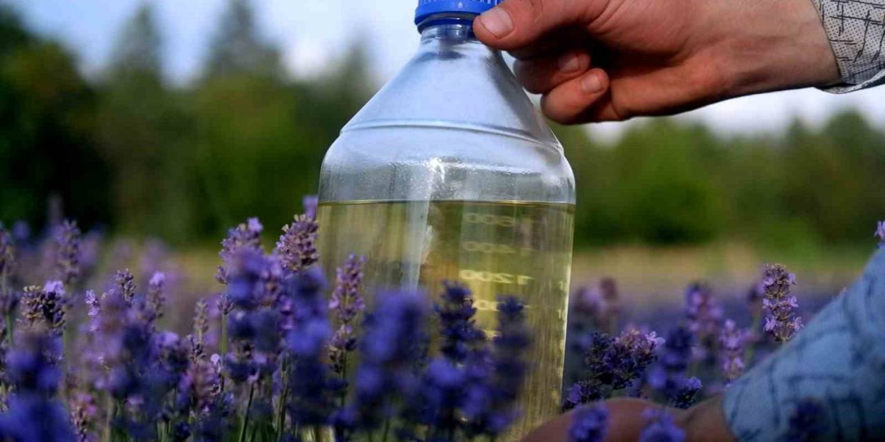 Litresi 30 İla 120 Euro Arasında Satılan Lavanta Yağı Böyle Elde Ediliyor