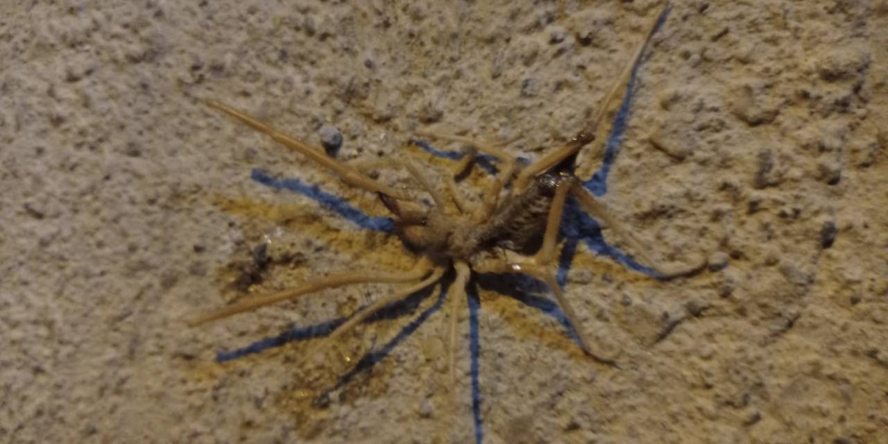 Batman’da ‘sarıkız’ Örümceği Paniği