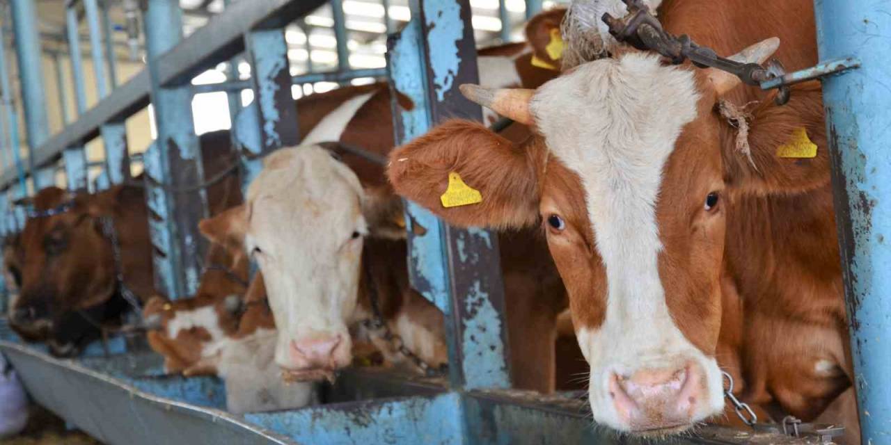 Kurbanlıklar Cebe Girdi