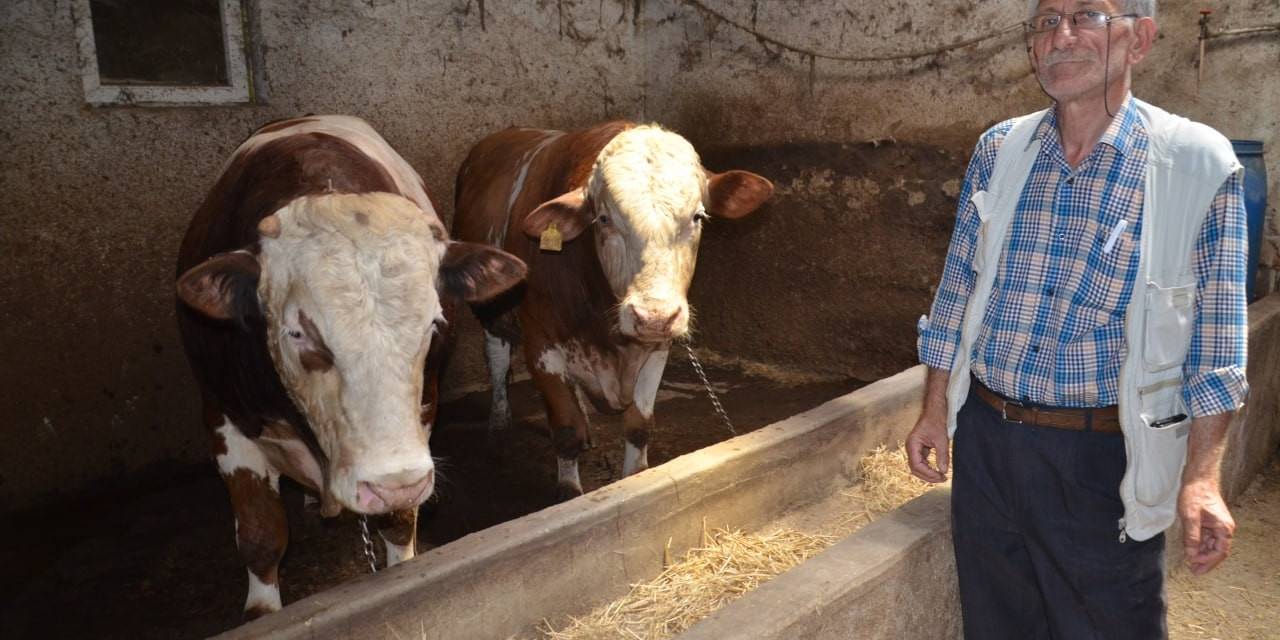 1 Ton 400 Kiloluk "beyazcan" Ve 1 Ton 360 Kiloluluk "şahmeran" Alıcılarını Bekliyor
