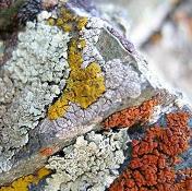 Ağaç yosunuyla ülser hastalığı tedavi edildi