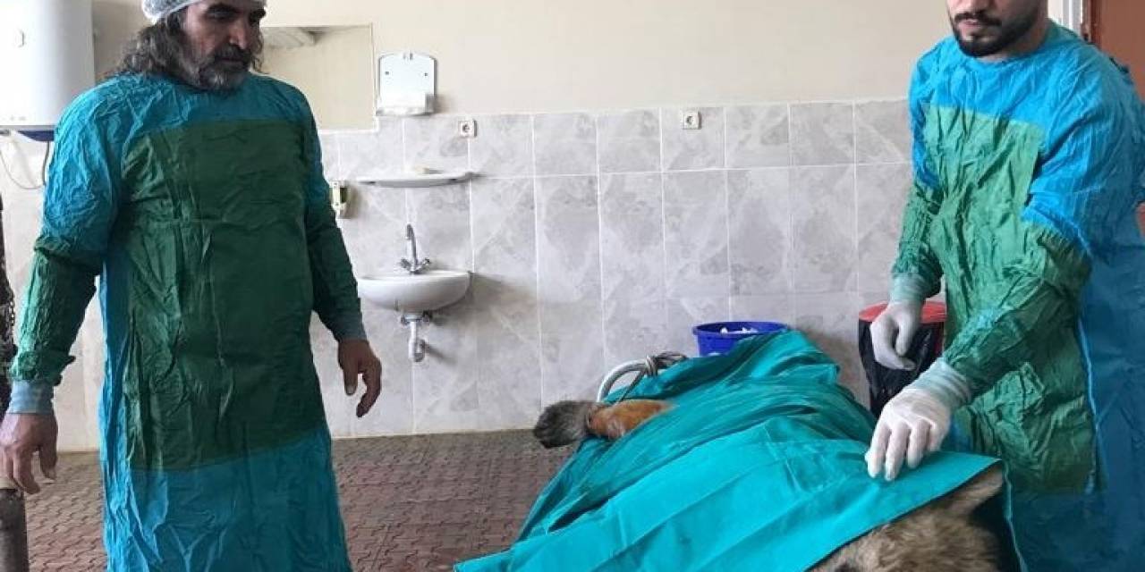 Van’da Aracın Çarptığı Ayı Tedaviye Alındı