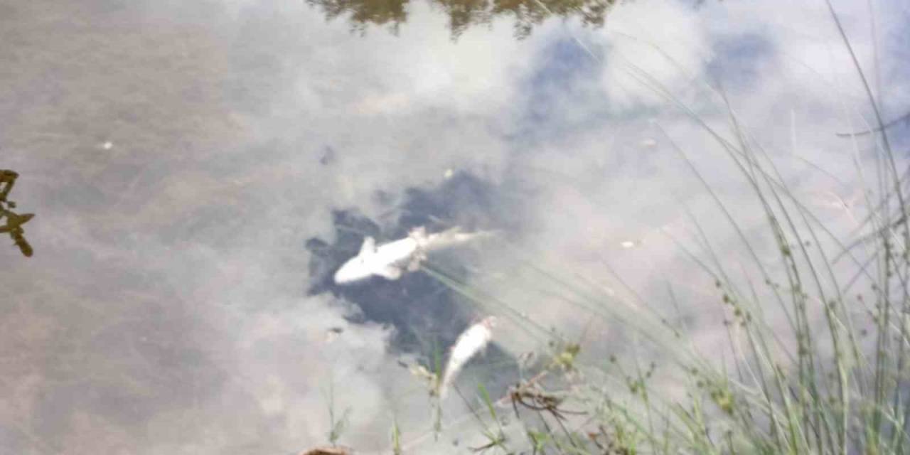 Malatya’da Esrarengiz Balık Ölümleri