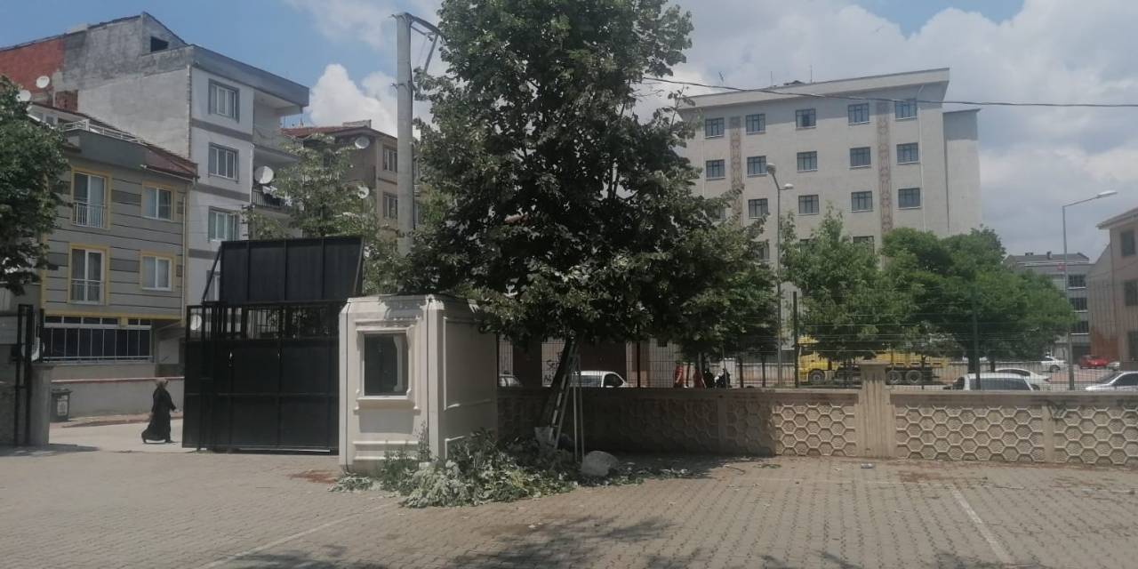 Okulun Bahçesindeki Ihlamur Ağacından Düştü