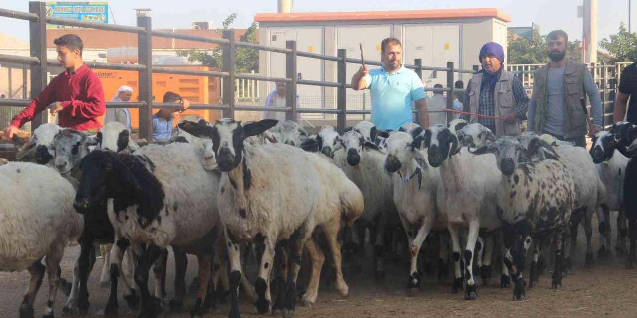 Şanlıurfa’da Kurban Pazarları Hareketlendi