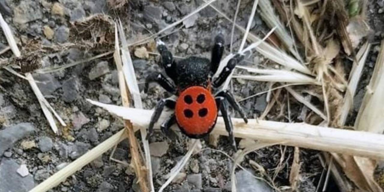 Aydın’da Uğur Böceği Örümceği Gündem Oldu