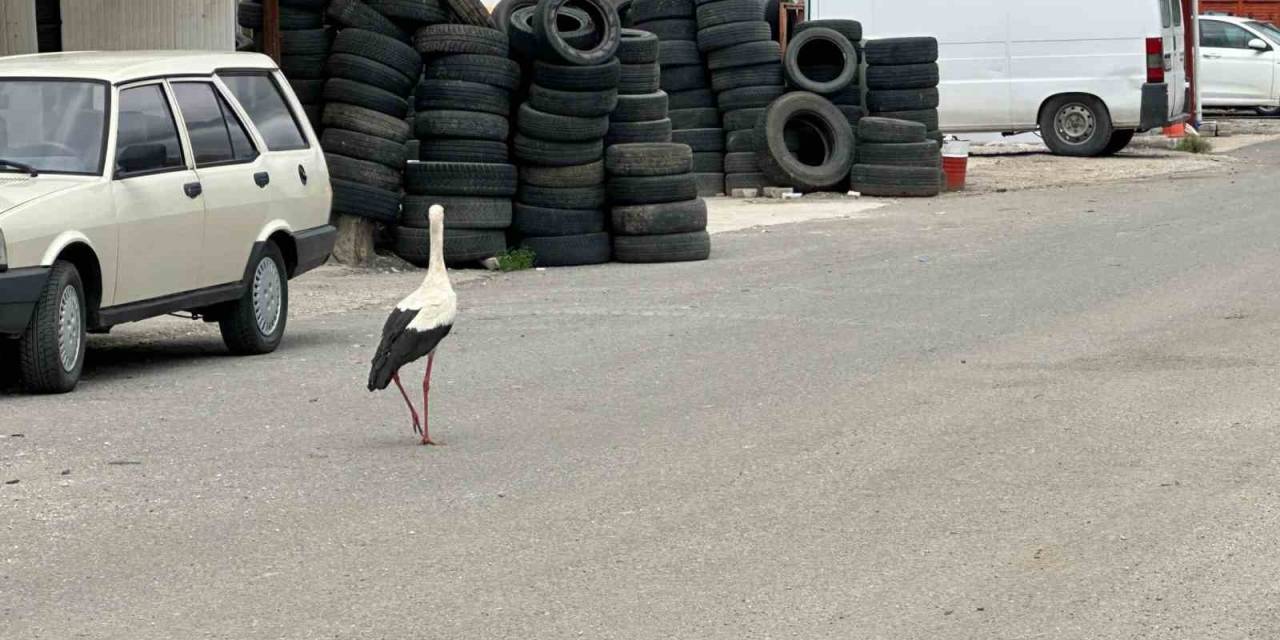 Kızılcahamam’ın Leylekleri Esnafla Beraber Yaşıyor