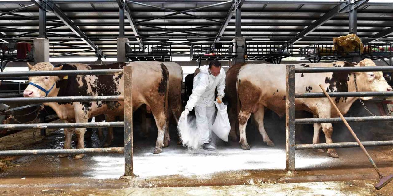 Kurban Pazarlarında Sinekle Mücadele