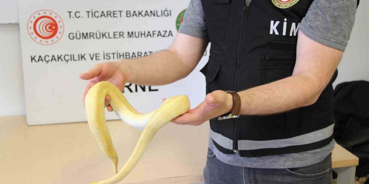 Bu Kadarı Da Pes Dedirtti: Kapıkule’de 32 Kaçak Yavru Piton Yakalandı