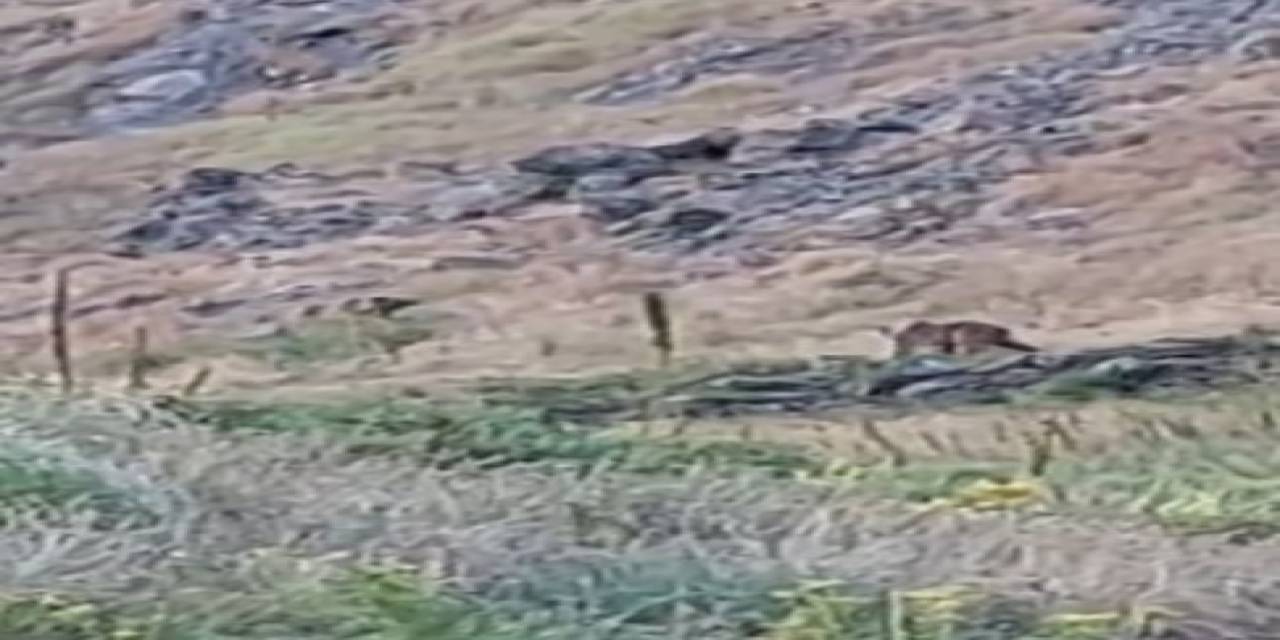 Anne Ayı, Yavrularını 2 Erkek Ayıya Karşı Korudu