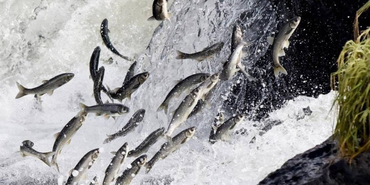 Van Gölü’ndeki Av Yasağında 55 Ton İnci Kefali Ele Geçirildi