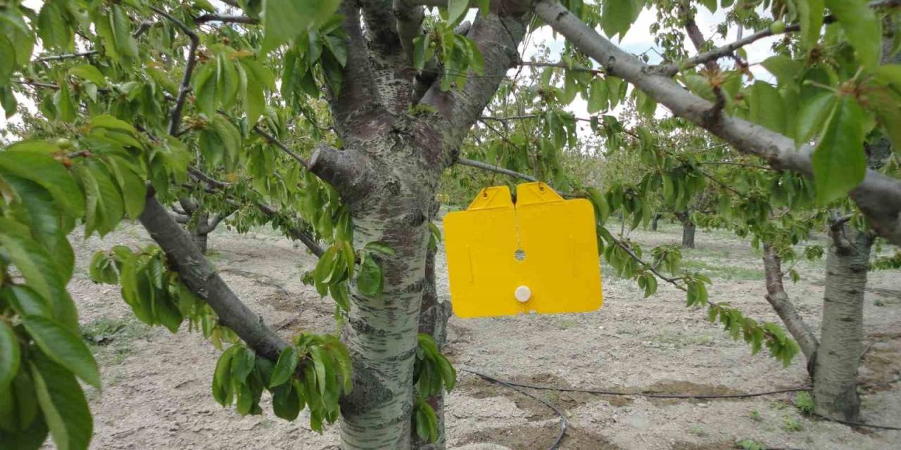 Zararlı Sinek Tuzakları Asıldı