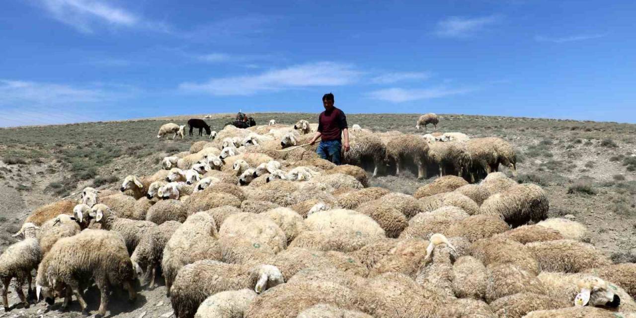 Çetindağ: Ülke Genelinde Çoban Sıkıntısı Yaşanıyor