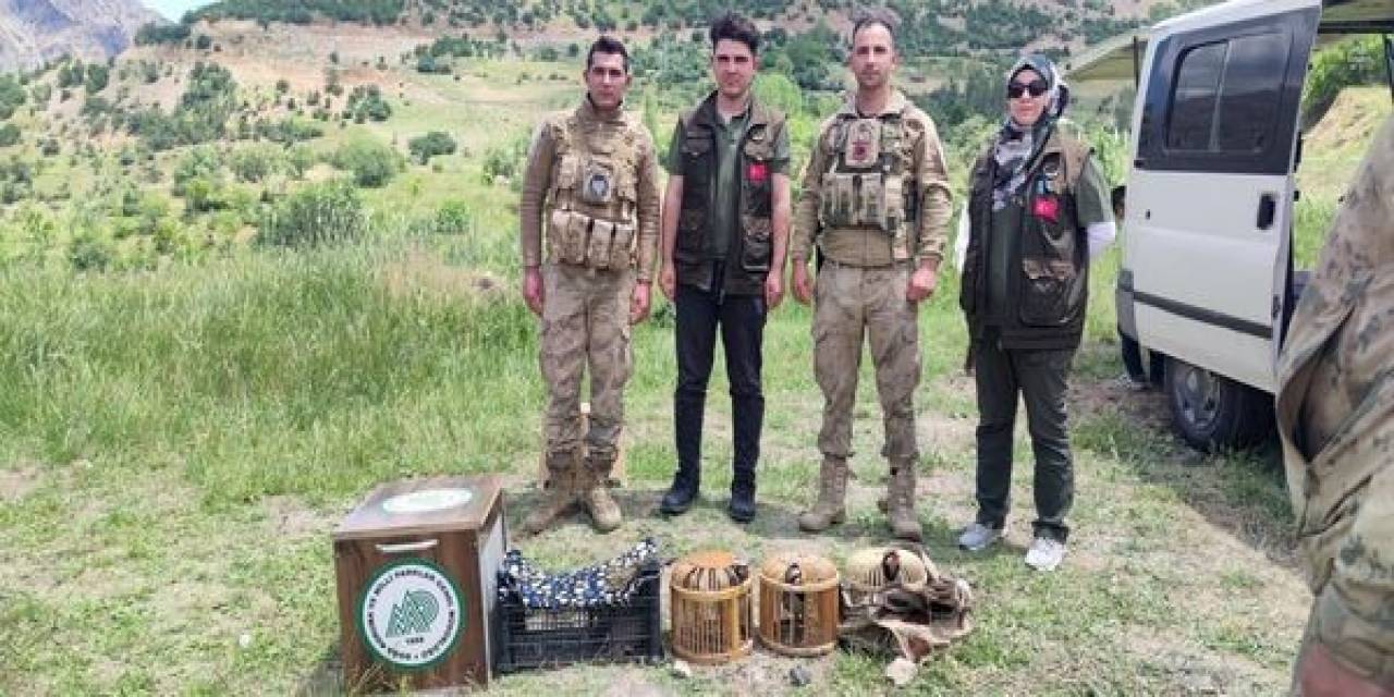 Van’da Kaçak Avcılardan Ele Geçirilen Keklikler Doğaya Bırakıldı