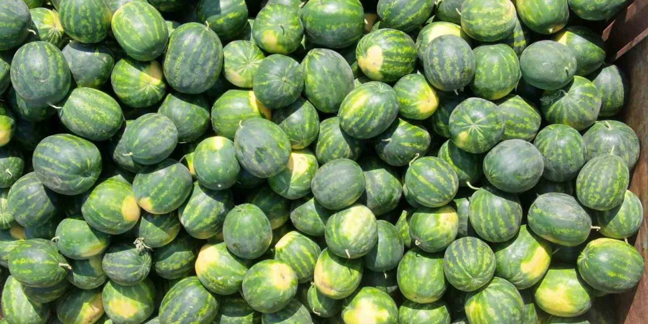 Serin Giden Hava, Karpuzun Fiyatını 1 Liraya Kadar Düşürdü