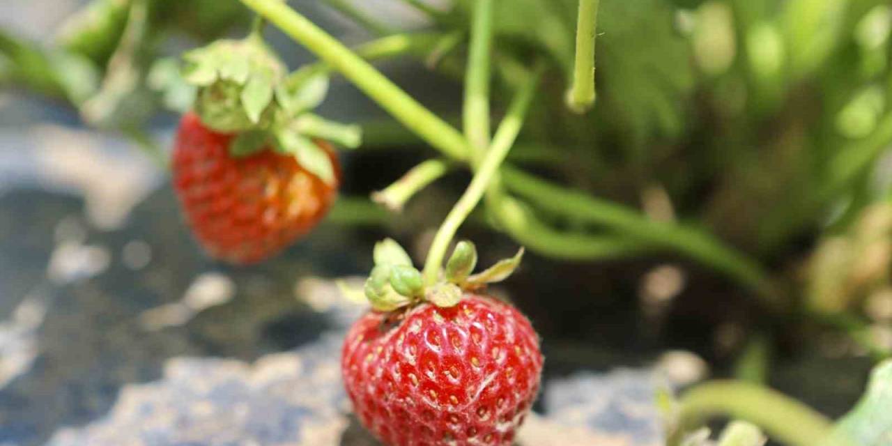 Ağrı’da Çilek Yetişmez Denildi, 1 Yılda 200 Ton Verim Alındı