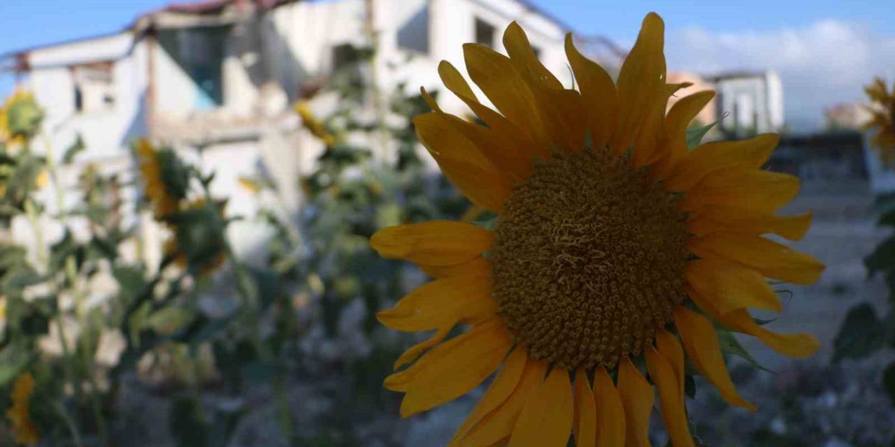 Enkazdan Umut Yeşerdi