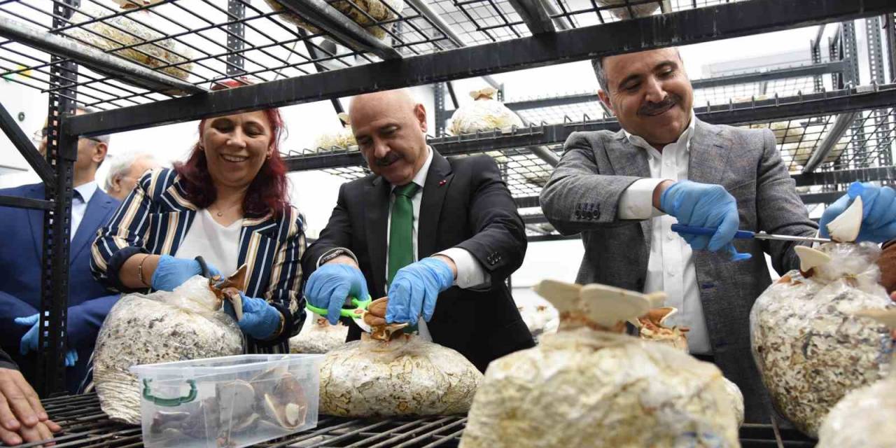 Fındık Atığında Üretim
