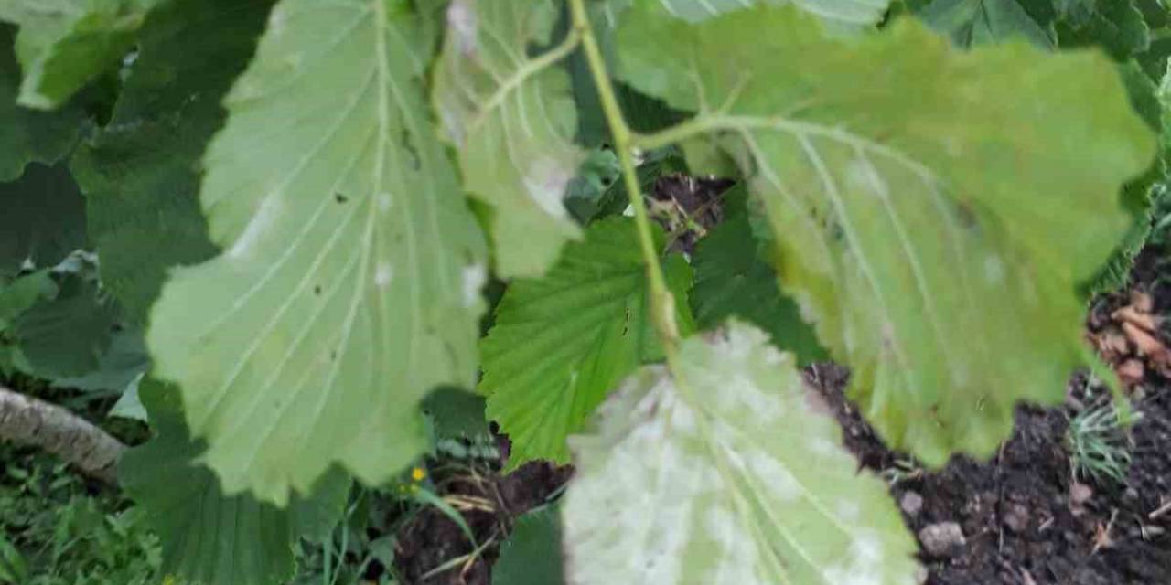 Fındık Üreticilerine Külleme Hastalığı Uyarısı