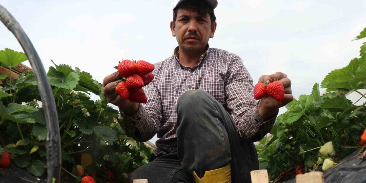 O Topraklarda Artık Çilekte Yetişiyor