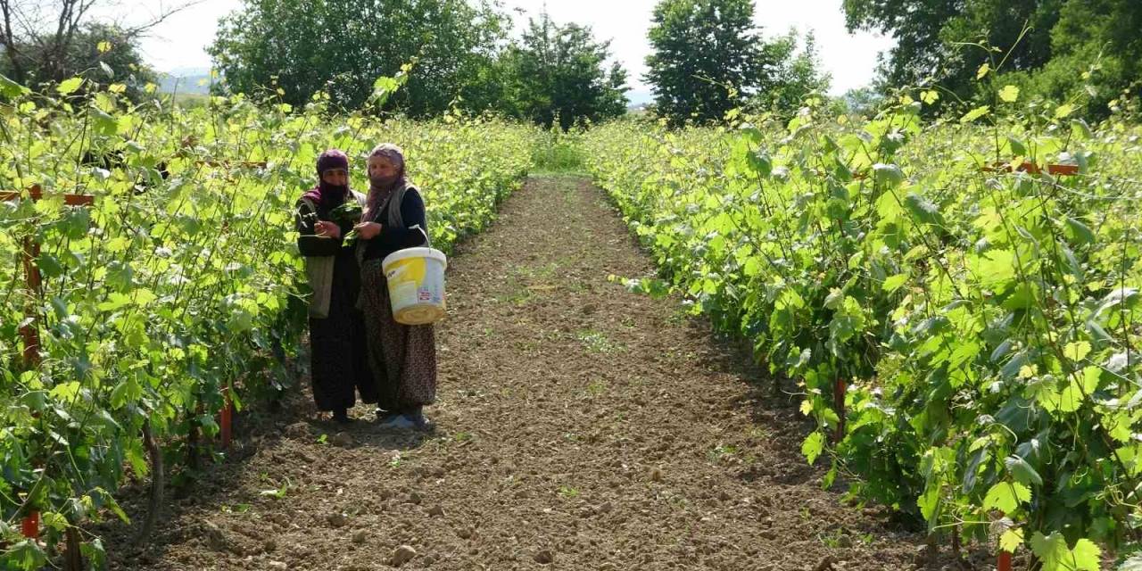 450 Liradan Satılmasına Rağmen Taleplere Yetişemiyorlar