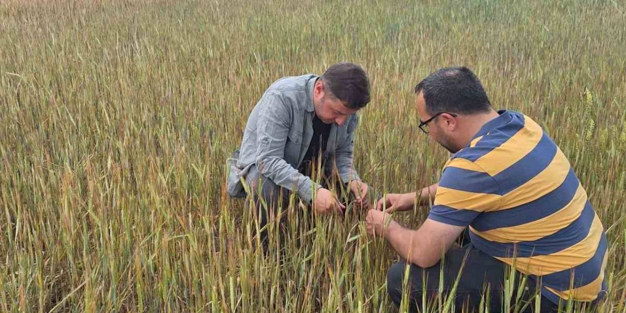 Tarım Alanlarında Hasar Tespit Çalışmaları Devam Ediyor