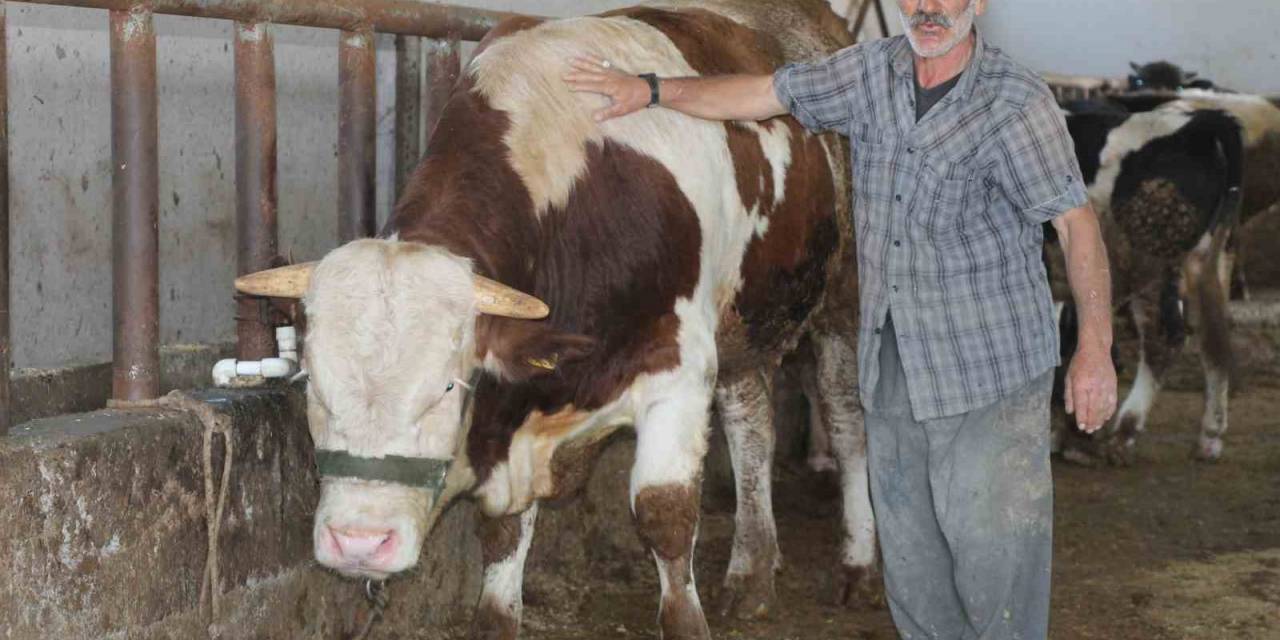 1 Tonluk ’şövalye’ İsimli Tosun Alıcısını Bekliyor