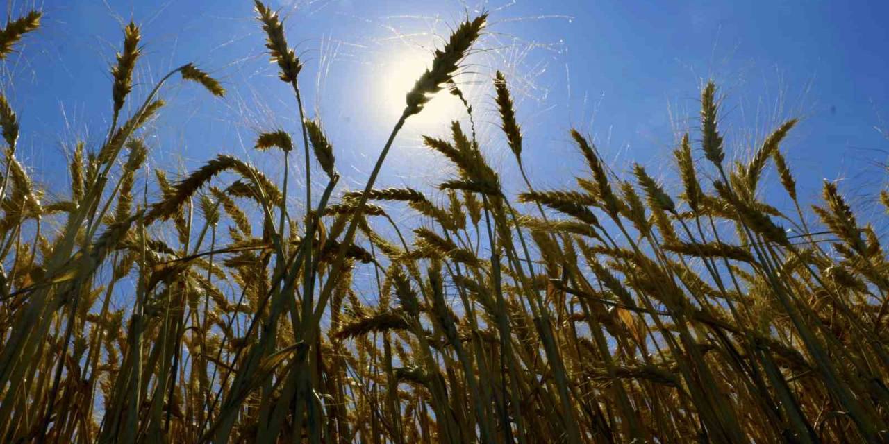 Diyarbakır Buğdayında Rekolte Hedefi 1 Milyon 200 Bin Ton