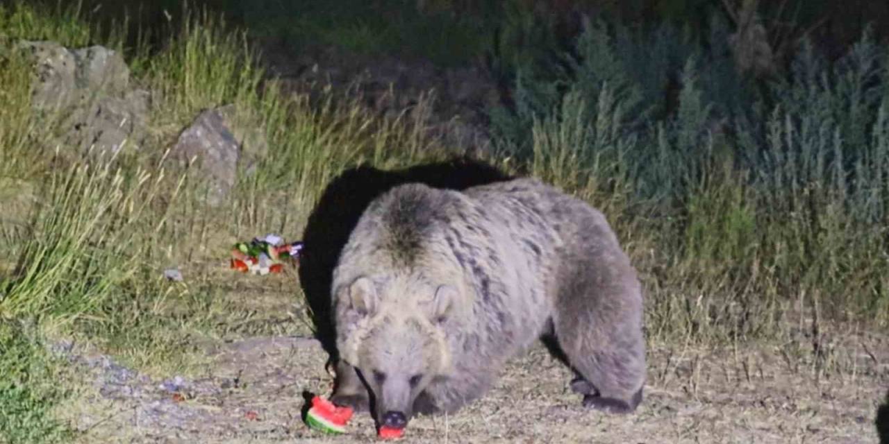 Nemrut’a Giden Piknikçilere Ayı Uyarısı
