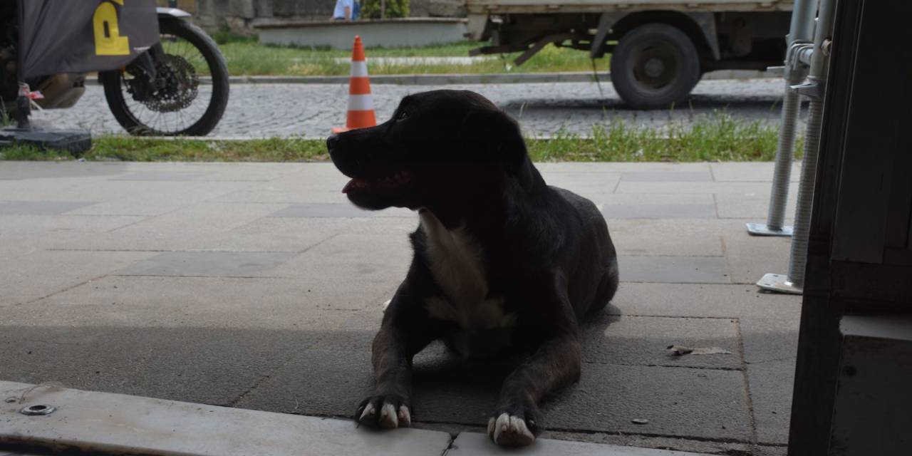 Sinop’ta Esnafın Maskotu Olan “pati” İsimli Köpek Kuryelerle Paket Servisine Çıkıyor