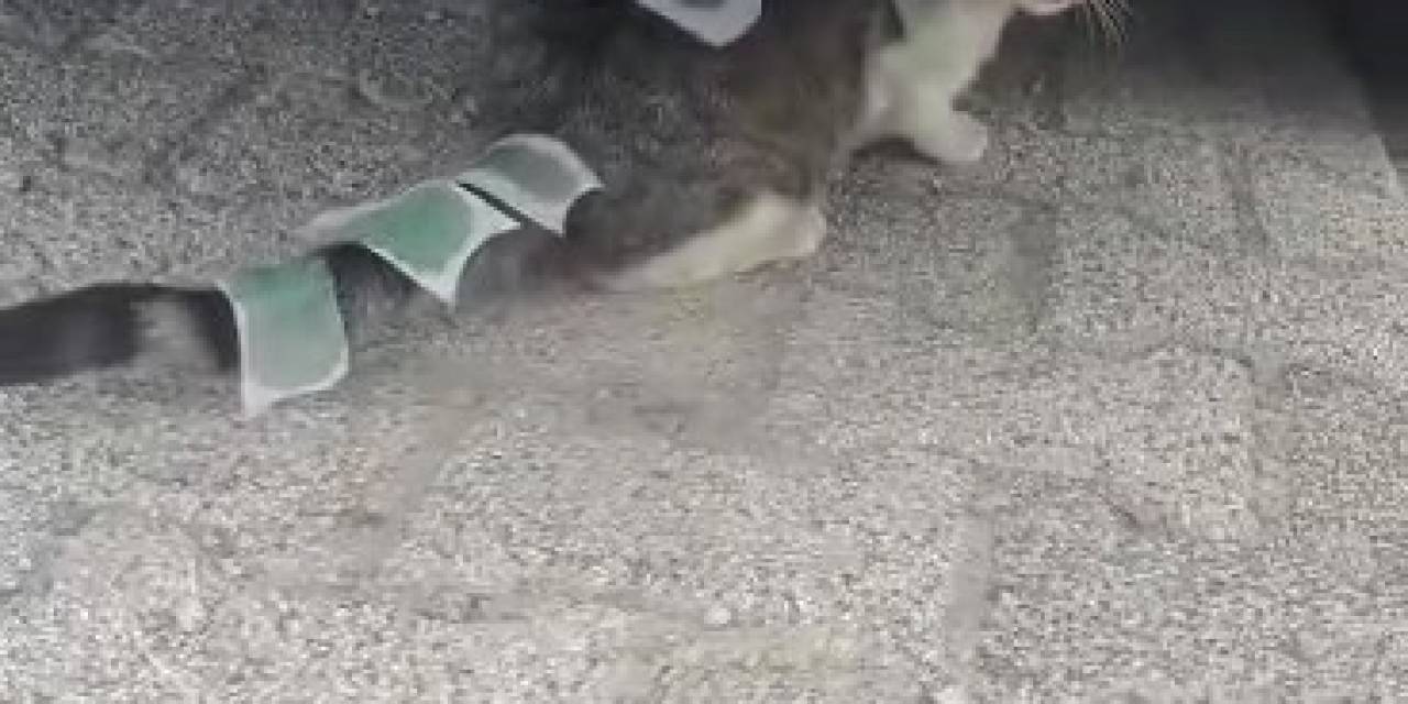 Üsküdar’da Vücuduna Ağda Bantları Yapıştırılan Kedi Şaşkına Çevirdi