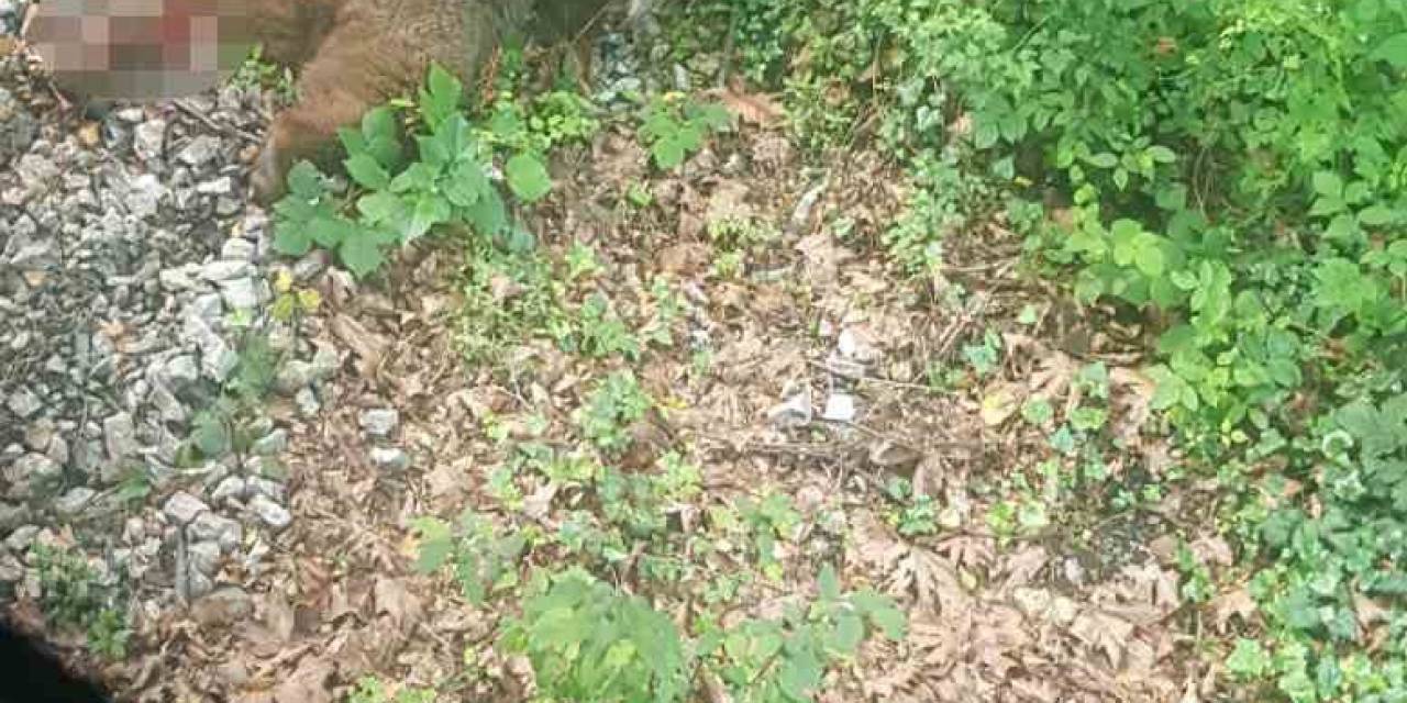 Yolcu Treninin Çarptığı Ayı Ekipler Tarafından Aranıyor