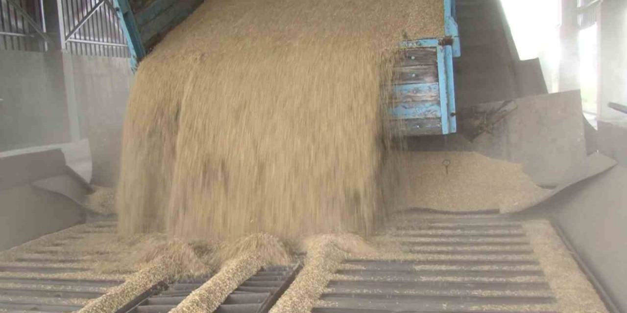 Tmo Tarafından Arpa Alımı Başladı