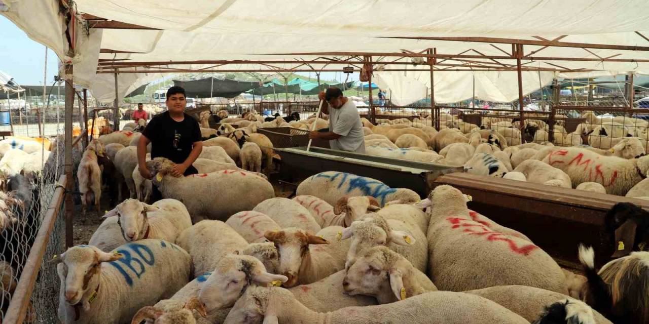 Akdeniz’de Kurban Kesim Ve Satış Yerleri Hazırlanıyor