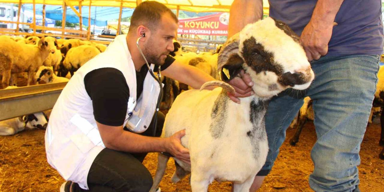 Samsun’da Veteriner Kontrolünde Kurban Satışı