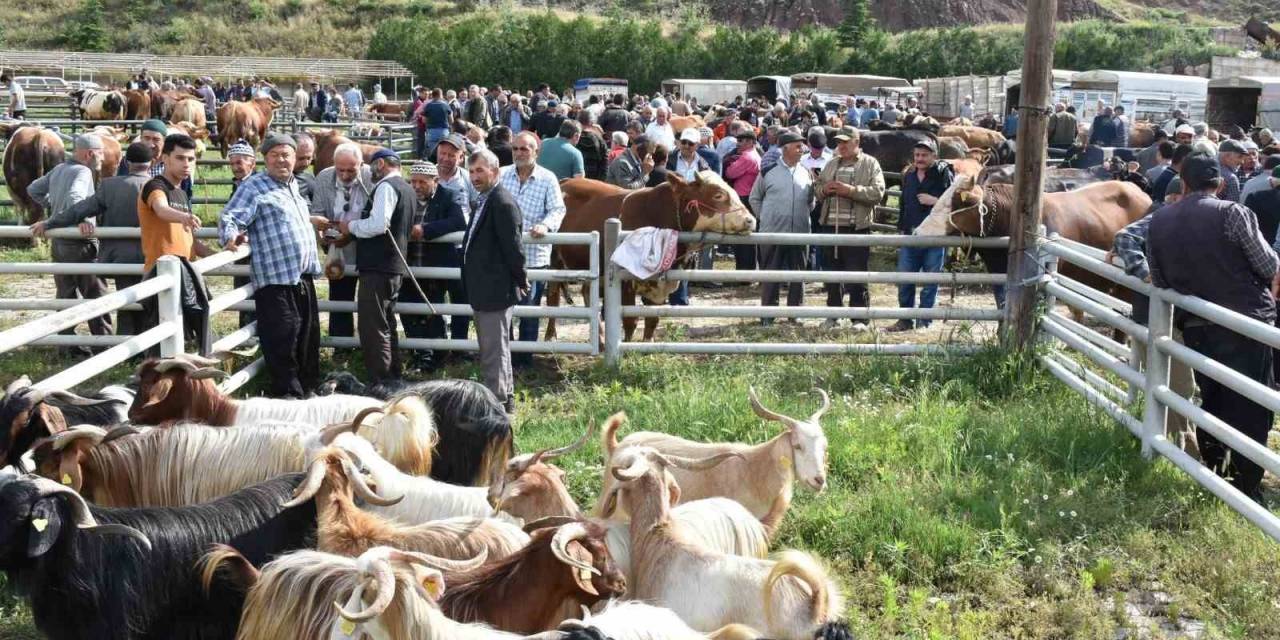 Hayvan Pazarında Kurbanlıklar Görücüye Çıktı