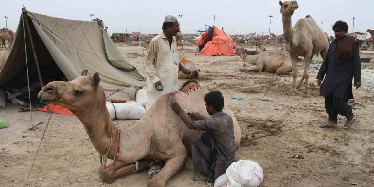 Pakistan’da Develer Kurban Bayramı Öncesinde Geleneksel Desenlerle Süslendi