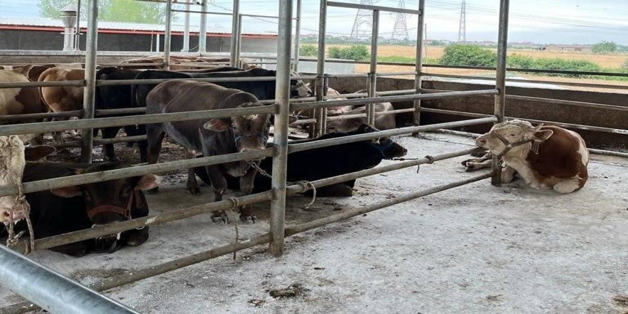 Kırklareli 27 Kaçak Hayvan Ele Geçirildi