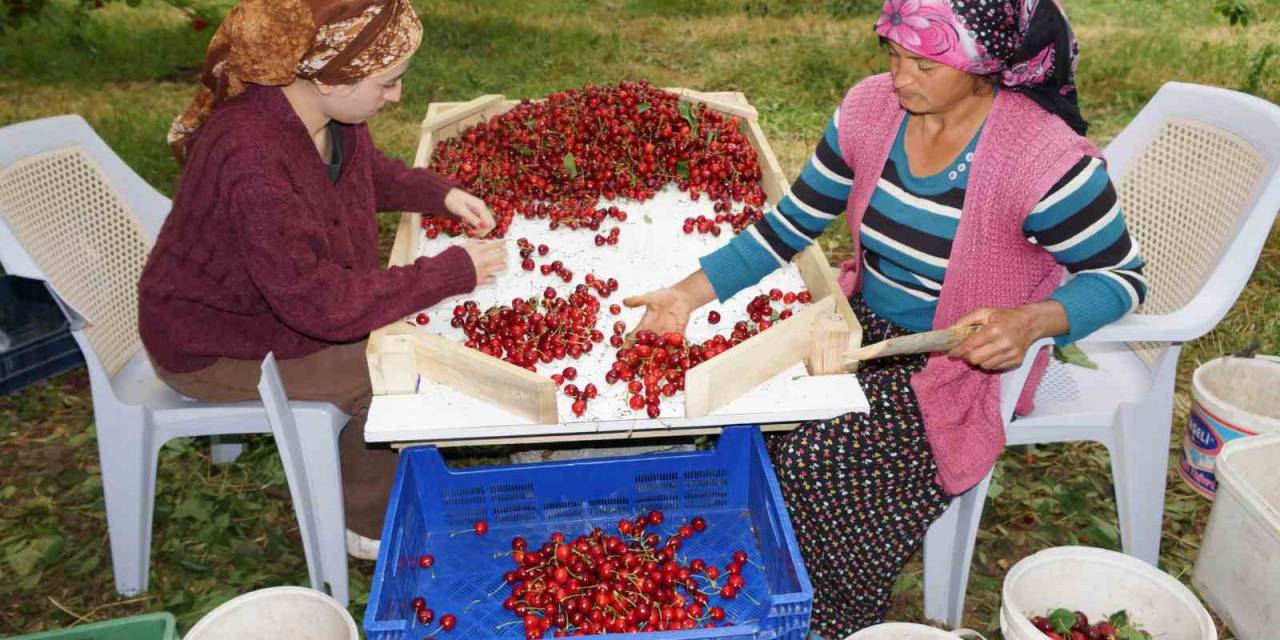 Karaman’da Kiraz Hasadı Başladı