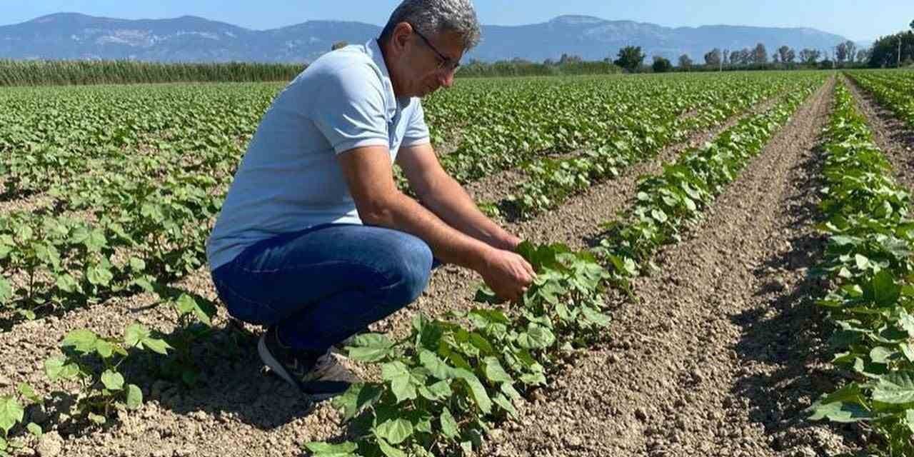Didim’de Pamuklar Kontrol Altında