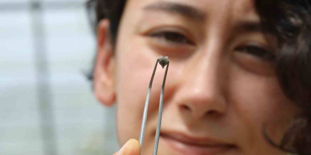 Kuraklığa Dayanıklı Nohut Türü Bulundu, Avusturalya, Abd, Kanada Ve Avrupa Türü İncelemek İçin Talepte Bulundu