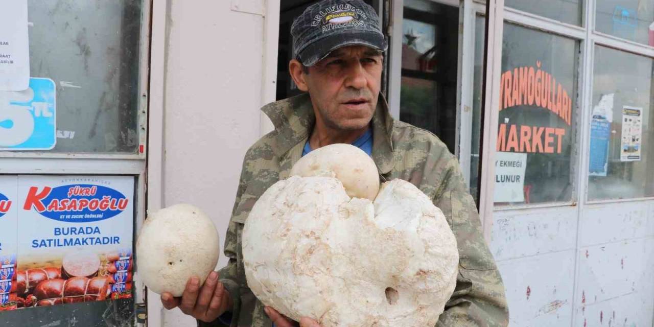 3 Kilogramlık Mantar Görenleri Hayrete Düşürdü