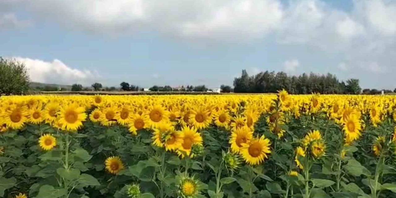 Ayçiçekleri Kendini Gösterdi, Osmaniye’de Ekim Alanı Genişliyor