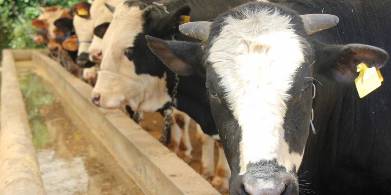 Kurban Etlerinin İşlenmesi Ve Muhafazası