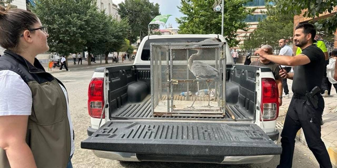 Valilik Bahçesine Düşen Gri Balıkçıl Tedavi Altına Alındı