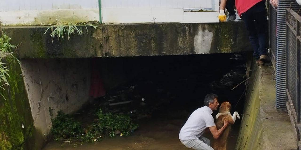 Dereye Düşen Köpeği İtfaiye Ekipleri Kurtardı